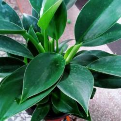 Sadnice - sobne biljke: FILADENDRON - Philodendron green princes - manji